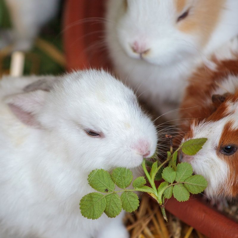 Animalerie