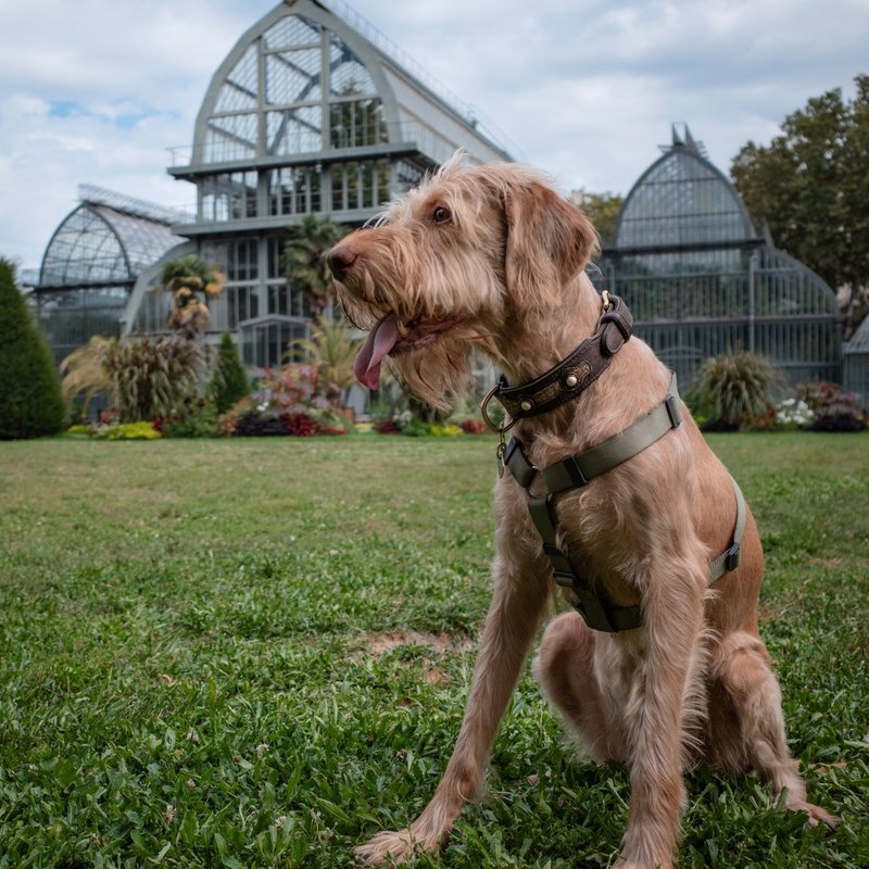 Accessoires pour chiens