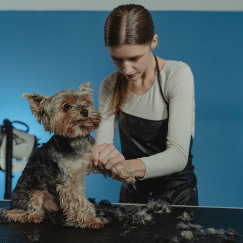 Matériel de toilettage pour animaux de compagnie