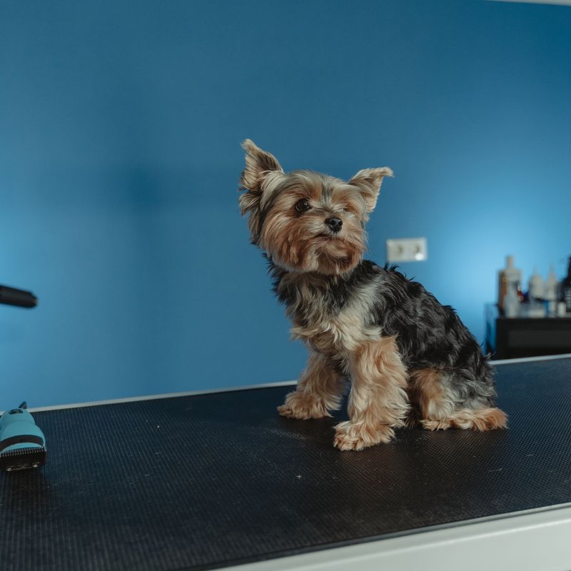 Tondeuses pour animaux de compagnie