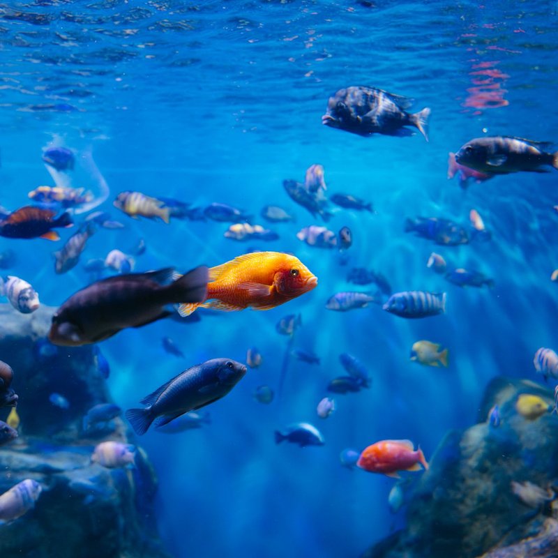 Filtres et pompes d'aquarium