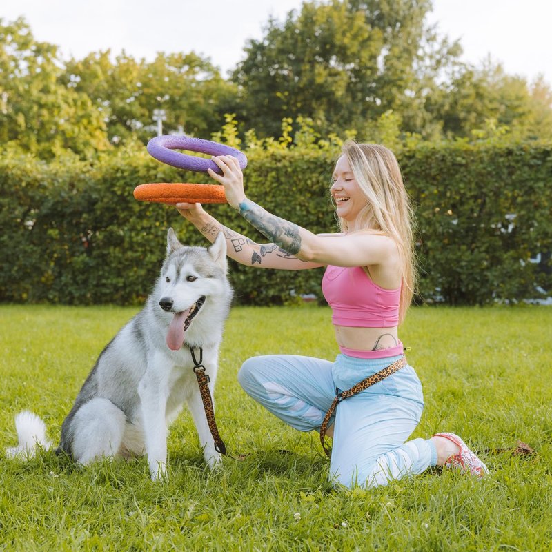 Matériel de dressage pour animaux de compagnie