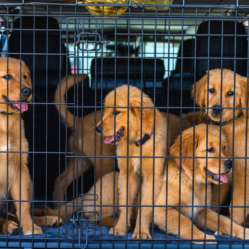 Cages de transport pour animaux de compagnie