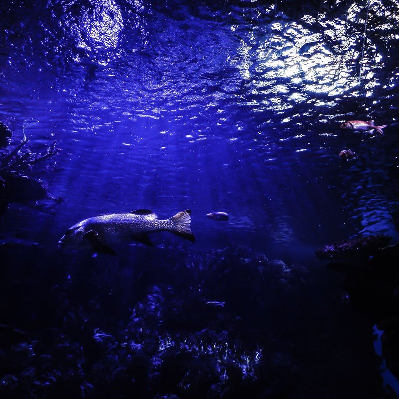 Éclairage pour aquariums