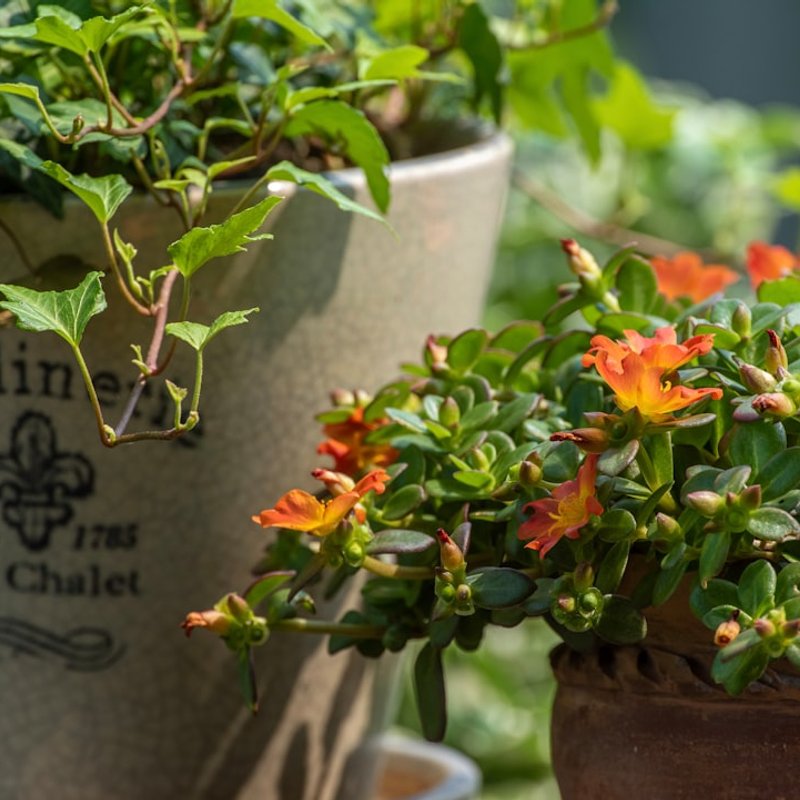 Soucoupes et plateaux pour pots de fleurs