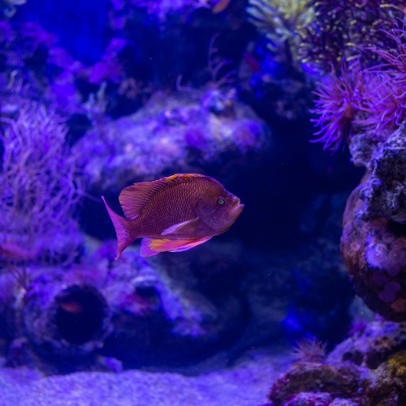 Supports pour aquariums