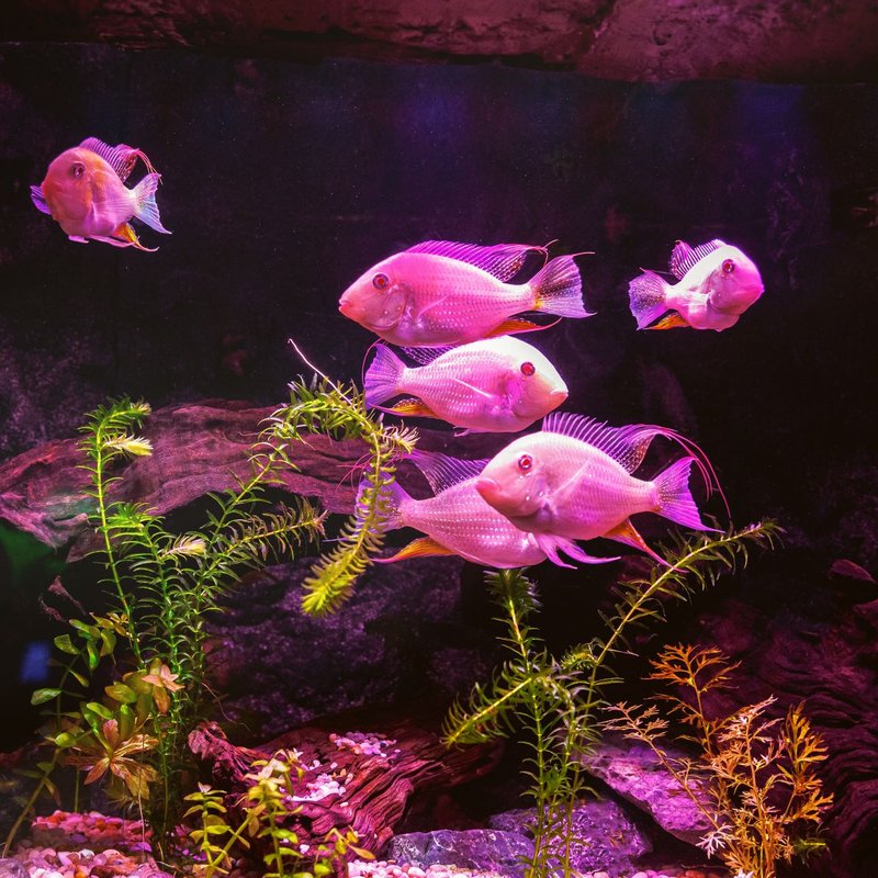 Décorations pour aquariums
