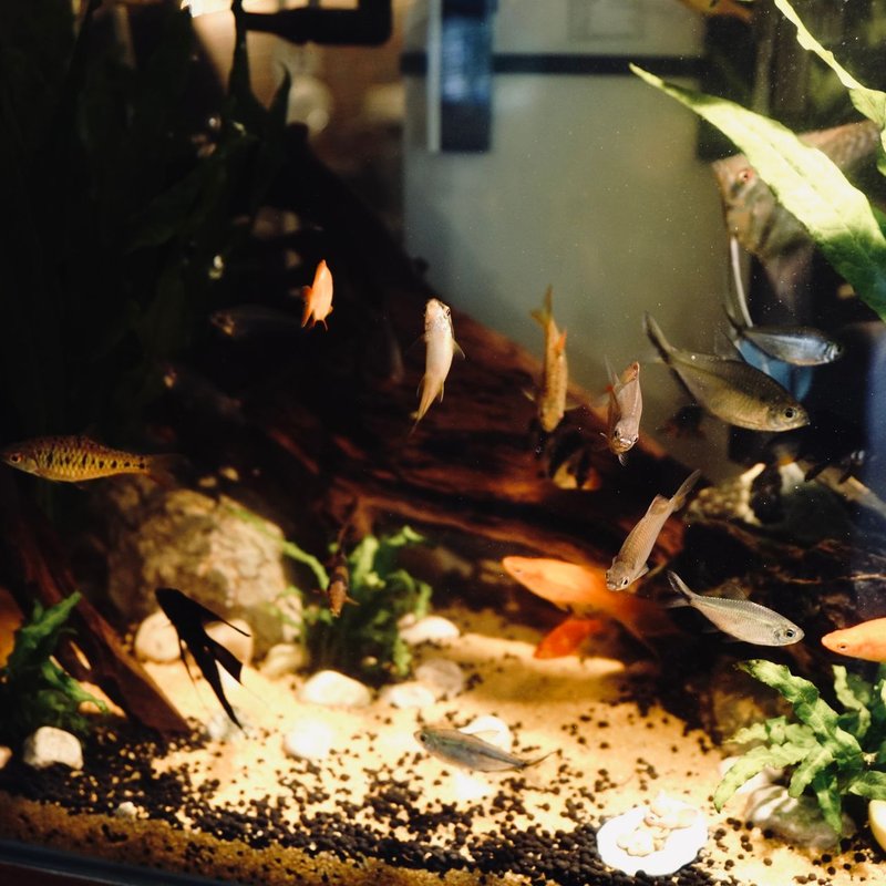 Gravier et substrats pour aquariums