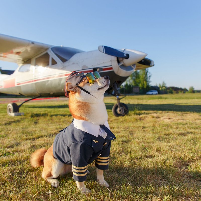 Vêtements pour chiens