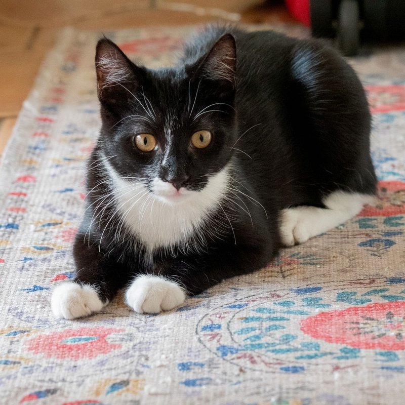 Tapis pour gamelle