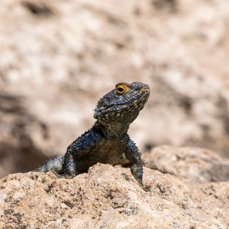 Accessoires pour reptiles & amphibiens
