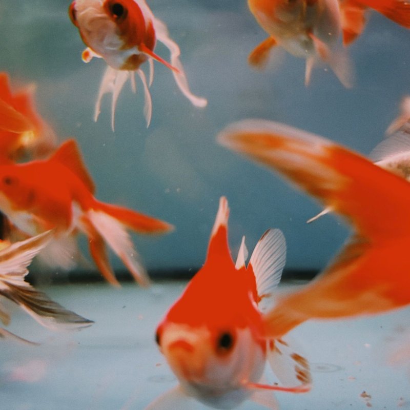 Aquariums