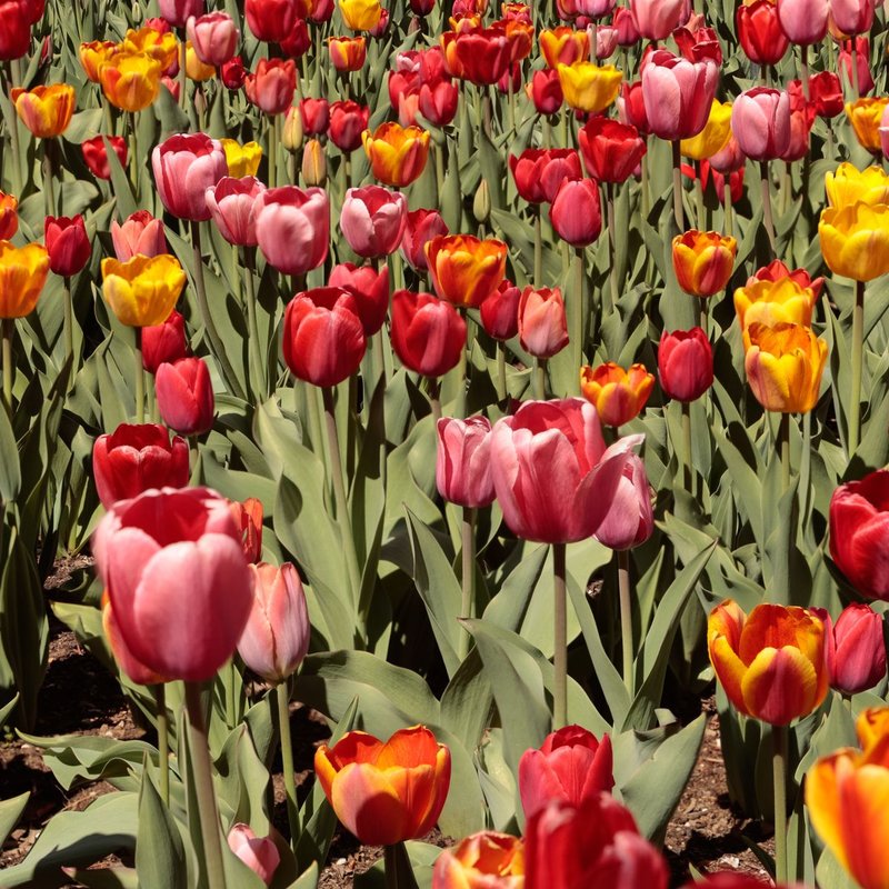 Jardin & tremplins