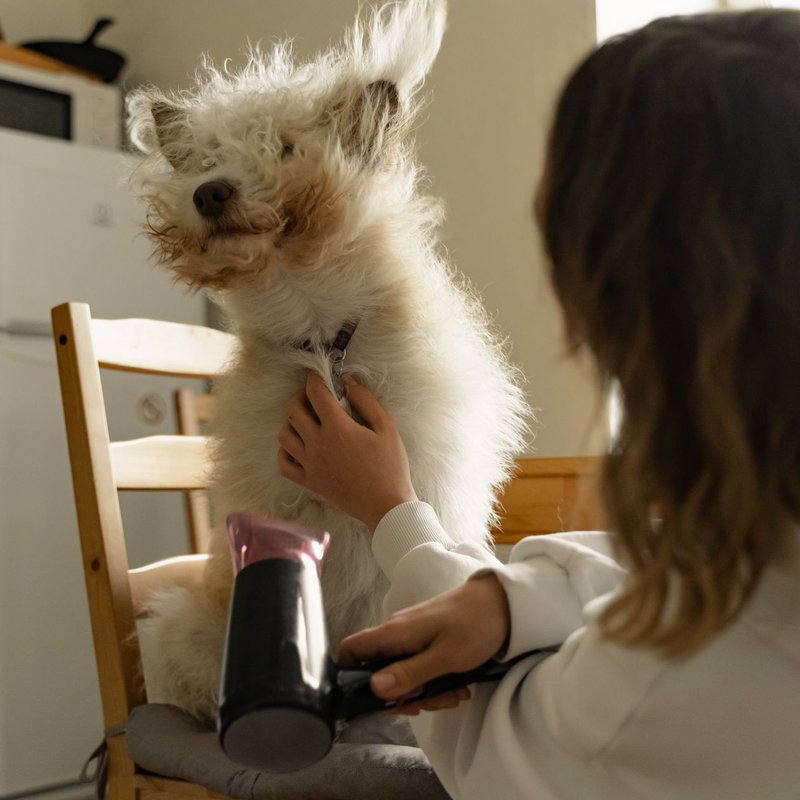 Séchoirs pour animaux de compagnie