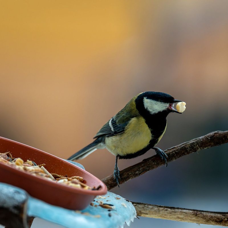 Nourriture pour oiseaux