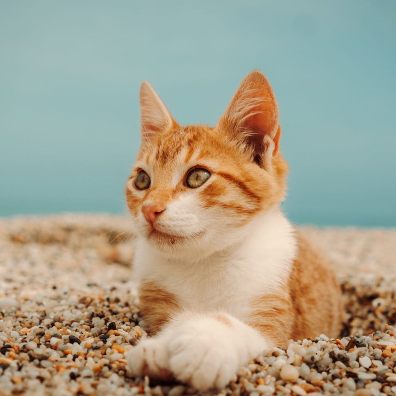 Litière pour chats