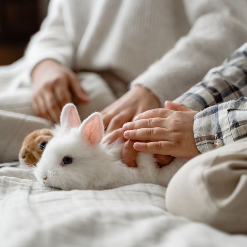 Literie pour petits animaux