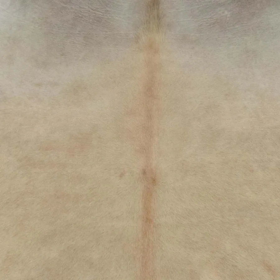 Tapis en peau de vache véritable beige 180x220 cm - 3