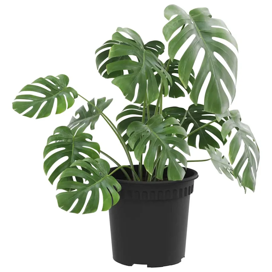 Pot à fleurs rond 24 pcs Noir Ø 15 x 12 cm Plastique - 3