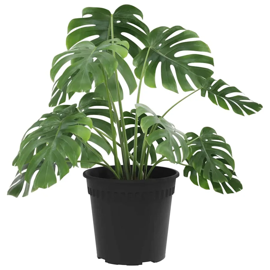 Pot à fleurs rond 24 pcs Noir Ø 19 x 16 cm Plastique - 3